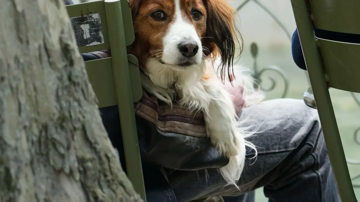 Dog with an owner at home