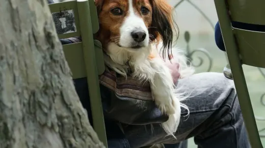Dog with an owner at home