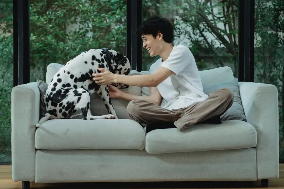 Dog with an owner at home