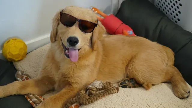 Senior golden retriever pushing up from a dog bed on a wood floor