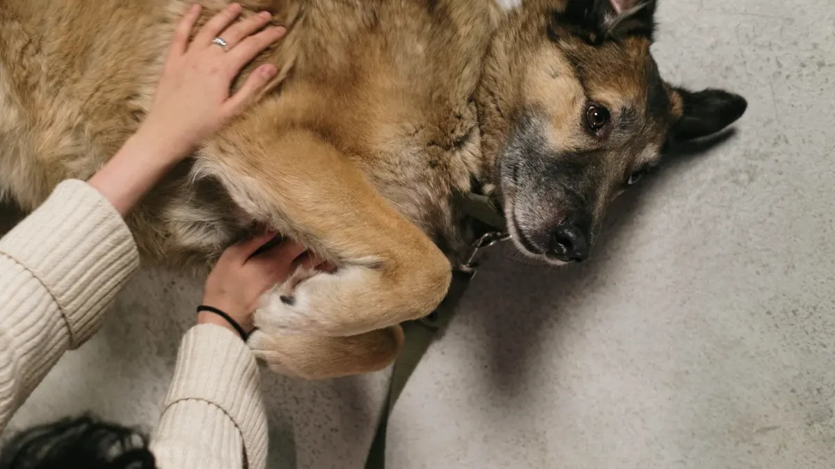 Veterinarian gently palpating a dog's abdomen during a routine exam